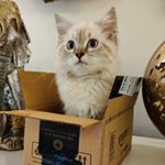 Profile Picture of Fee Fee & Dee (@feefeeanddee) on Instagram