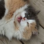 Profile Picture of Lise Coté (@clara.lyse) on Instagram