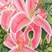 Profile Picture of Nancy McLennon Art (@nannomcl) on Pinterest
