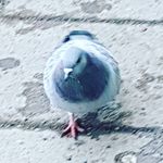 Profile Picture of Nicholas Hammer (@zerophanter00) on Instagram