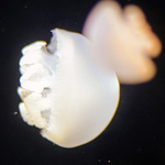 Profile Picture of Daichi Takamiya (@data0x200) on Flickr