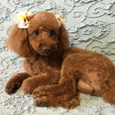 Profile Picture of Mika (@pure_saeki) on Twitter