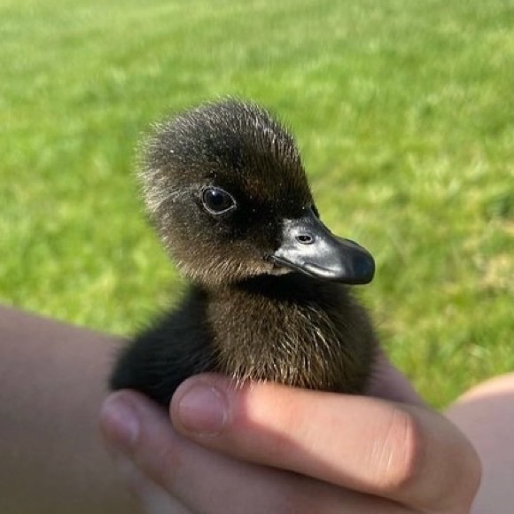 Profile Picture of Rylee Lallande (@ryebellx) on Poshmark