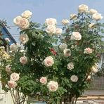 Profile Picture of Lenard Jimmy (@Lenard-Jimmy) on Facebook