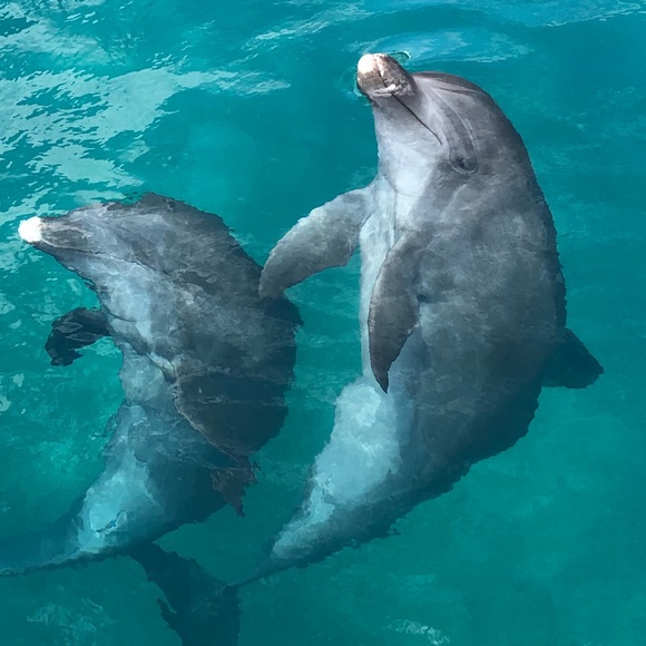 Profile Picture of Joseph Cafiero (@jmcafiero) on Poshmark