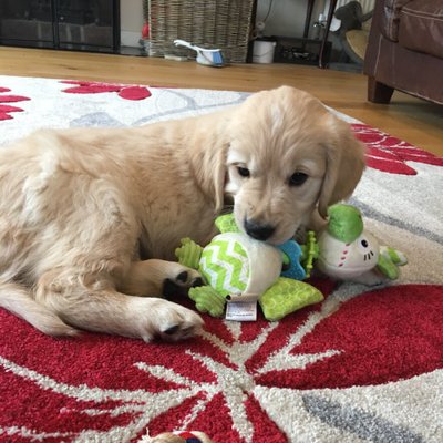 Profile Picture of Shelly Pope (@chellie12) on Twitter