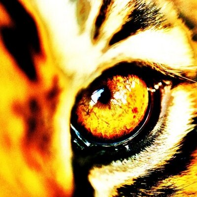 Profile Picture of Andrew Whiteman (@AndrewWhiteman3) on Twitter