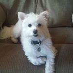 Profile Picture of Ellen Dowd (@dowdellen) on Instagram
