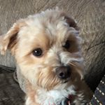 Andrew Gesell - Instagram Profile Picture of Andrew Gesell (@andrew_lacrosse2008) on Instagram