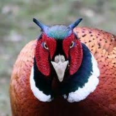 Profile Picture of RANDALL BEARD (@randall729) on Twitter