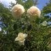 Profile Picture of Maire Angele Angèle (@christinechafia) on Pinterest