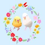 Profile Picture of セキセイインコのあいとほい❤️記録用 (@ai___hoi___chan) on Instagram