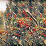 Profile Picture of Wentzell (@wentzellgearal) on Instagram