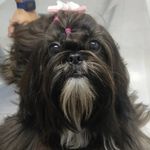 Nutella Charlotte Souza Lorena - Instagram Profile Picture of Nutella Charlotte Souza Lorena (@nutellacharlotteshihtzu) on Instagram