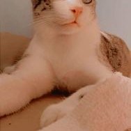 Profile Picture of Aaron Justin Abdon (@JustinAbdon) on Twitter