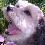 Profile Picture of cheryl Mitchell (@mitchellcheryl54) on Flickr