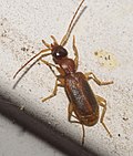 Profile Picture of Zuphiinion Wikipedia