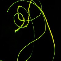 Profile Picture of Taz Feldis (@taz-feldis) on Quora