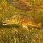 Profile Picture of Nicholas Kasatshko (@nickgk13) on Instagram