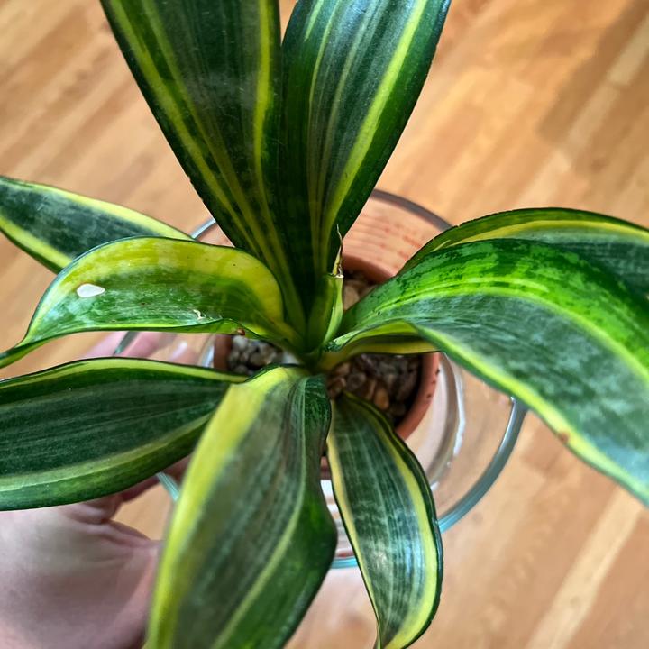 Profile Picture of   Shelly Woods Glasgow... (@shellywoodsglasgo) on Tiktok