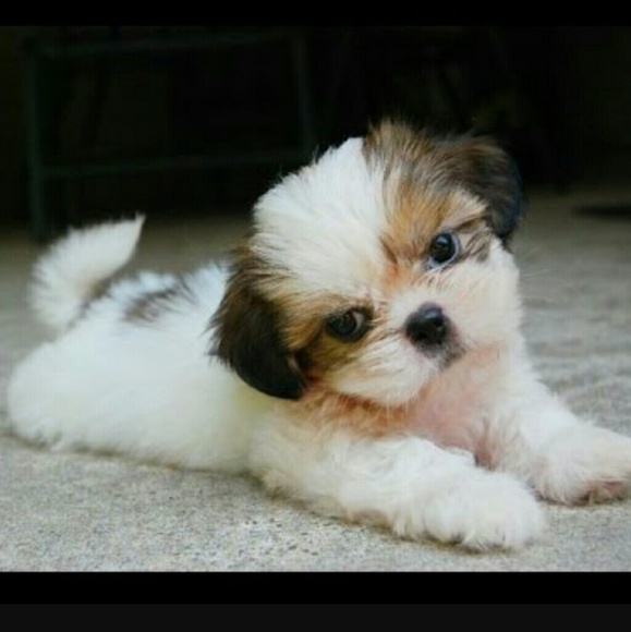 U. Idohl - Poshmark Profile Picture of U. Idohl (@memecece) on Poshmark