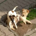 Profile Picture of Adam Krajíček (@adamkrajicek) on Instagram