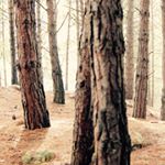 Profile Picture of Robert Manzano (@manzanor06) on Instagram