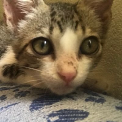 Profile Picture of Childs Ravana (@JuliaCh04837886) on Twitter