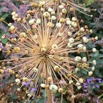 Profile Picture of Mandy McCarthy (@mandyatmccjems) on Instagram