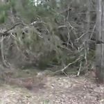 Profile Picture of pettit (@aly3.ray) on Instagram