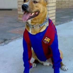 Profile Picture of Javier Mateo (@javiermateo2782) on Twitter