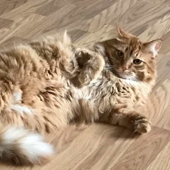 Profile Picture of Carla Campbell (@vidottoc) on Poshmark