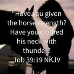 Profile Picture of Tammy Blakely (@healingreinsranch) on Instagram