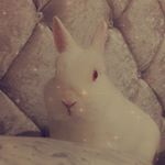 Profile Picture of 💖🐇💫 (@phoebe_james_new) on Instagram