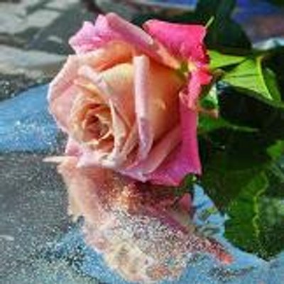 Profile Picture of Manea Daniela (@ManeaDaniela63) on Twitter