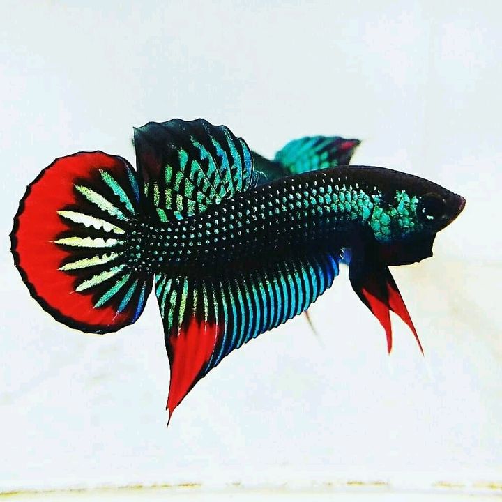 Profile Picture of FranksBettas (@franksbettas) on Tiktok