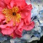 Profile Picture of Hailey Matthews (@haileyogren8247) on Youtube