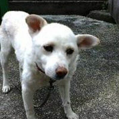 Profile Picture of エルシュ (@elsch1) on Twitter