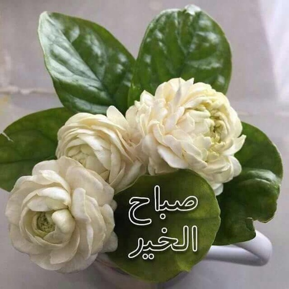 Profile Picture of Hadieh Arabi katbi (@arabikatbi) on Poshmark