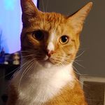 Profile Picture of Barry pritchett (@jeff.the.cat82) on Instagram