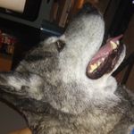 Profile Picture of James Corriveau (@ymmij999) on Instagram