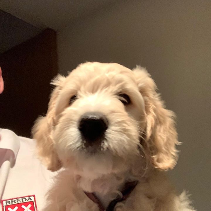 Profile Picture of collinchoeffe (@collinchoeffe) on Tiktok