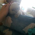 Profile Picture of Мася 🐈 (@masia_koshka_) on Instagram