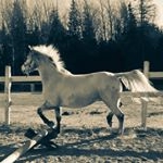 Profile Picture of Dixie (@dixie.2011) on Instagram