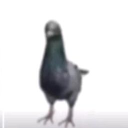 Profile Picture of darryl (@darryl_darryl_darryl) on Tiktok