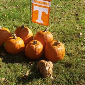 Profile Picture of VFLnATL (@GLENNSUEKELLEY1) on Twitter