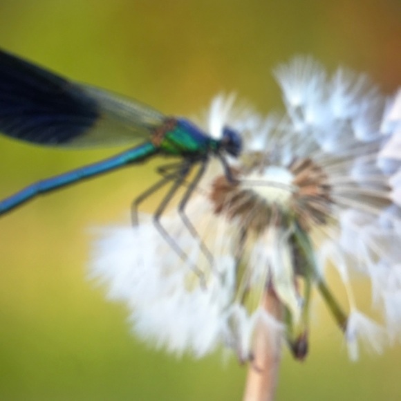 Profile Picture of Azzeddine Daoud (@beaugosse316) on Poshmark