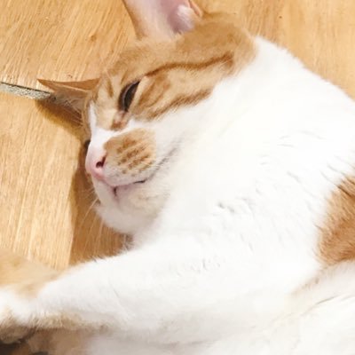 Profile Picture of 남의계정그만탐내이새끼드라 (@kuzura70mattari) on Twitter