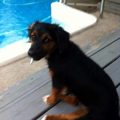 Profile Picture of Donna Caputo (@SillyMimi) on Twitter