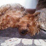 Profile Picture of Ally Raymond (@my_puppy_bella) on Instagram